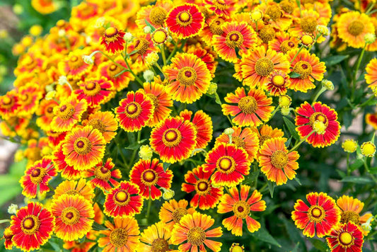 Helenium o Helenium Autumnale