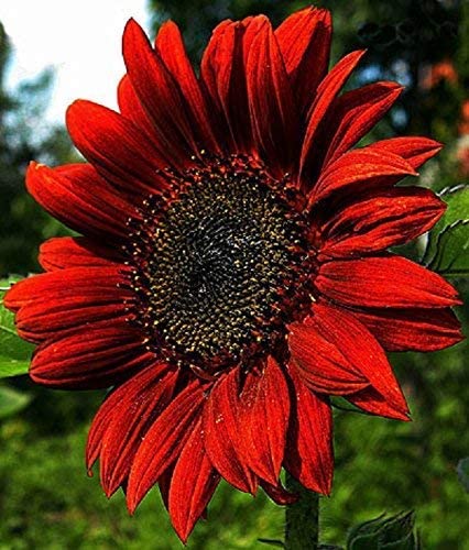 Helianthus Annuus roja