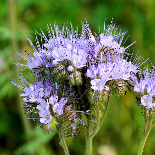 Lacy Phaselia
