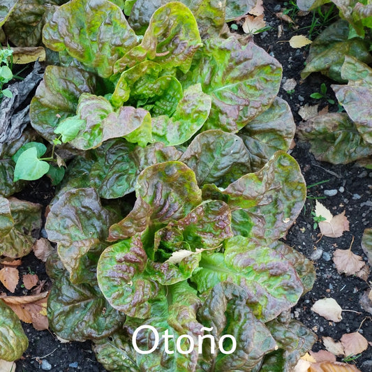 Lechuga Otoño