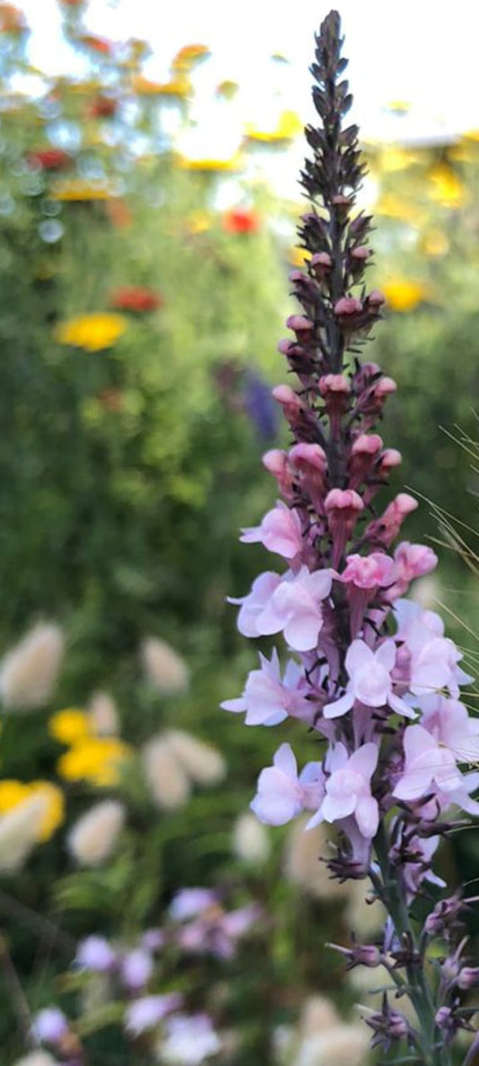 Linaria purpurea