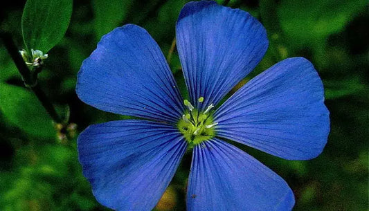 Lino Grandifloram azul
