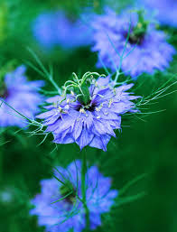 Nigella
