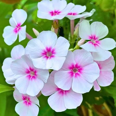 Phlox
