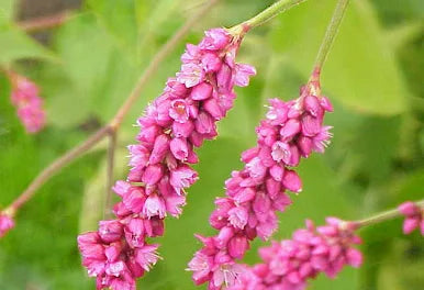 Polygonum orientale