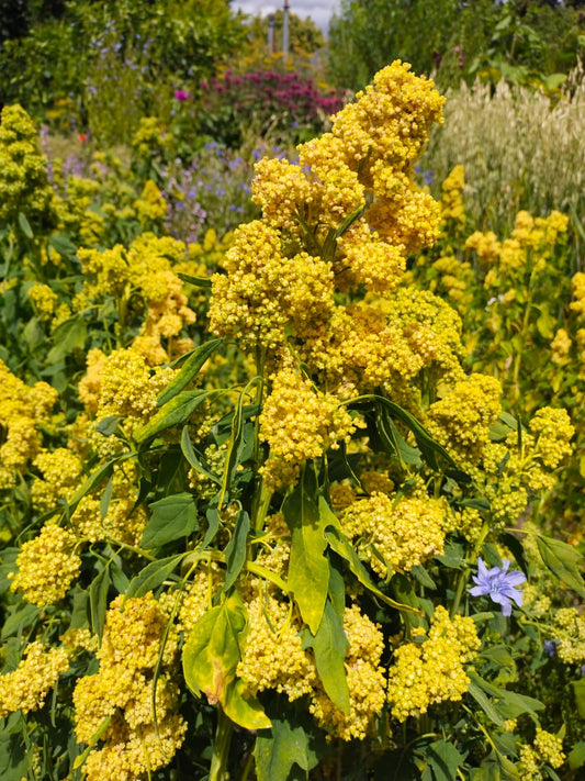 Quinoa