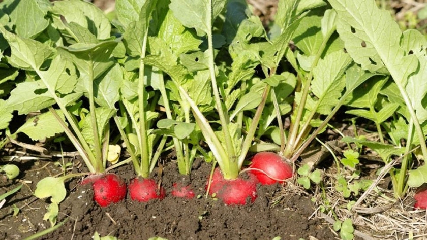 Rabanito