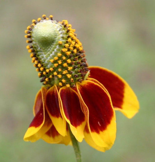Ratibida columnifera