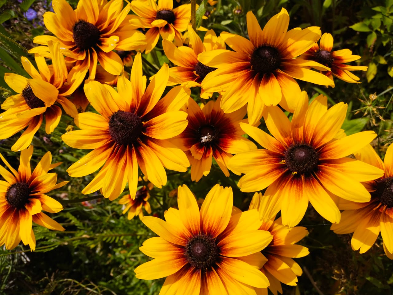 Rudbeckia