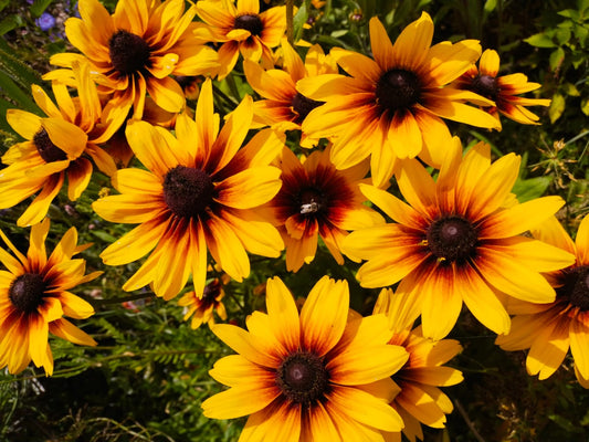 Rudbeckia