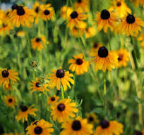 Rudbekia Fulgida o margarita de ojos negros