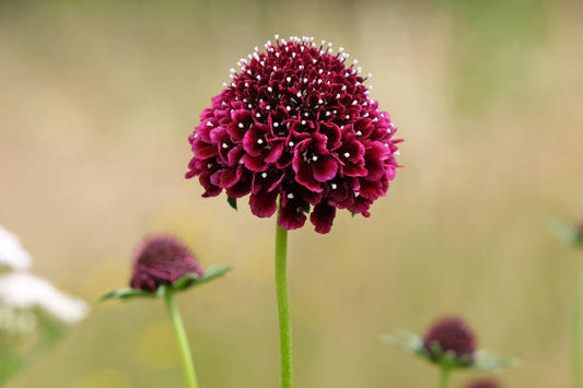 Scabiosa burdeo