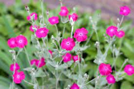 Silene coronaria o clavel lanudo o Aleli