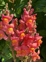 Snapdragon o perritos