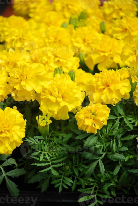 Tagetes  Patula Amarillos