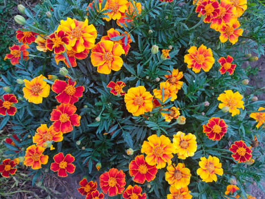 Tagetes  Rojos
