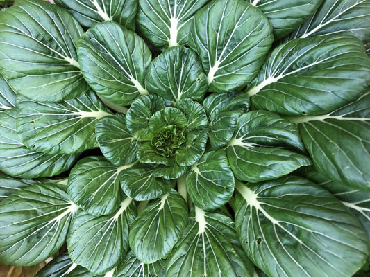 Tat Soi Verde