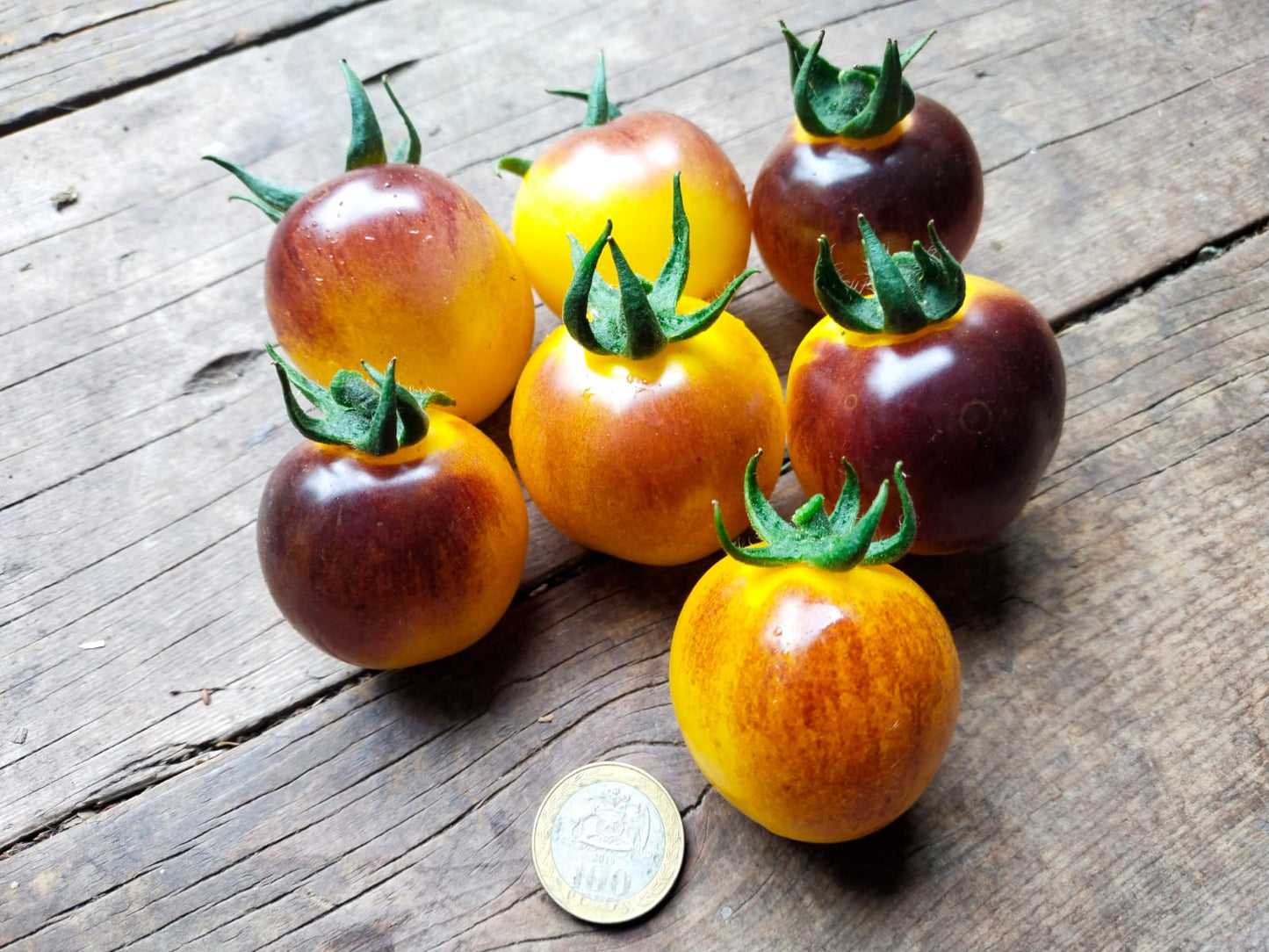 Tomate Bosque negro