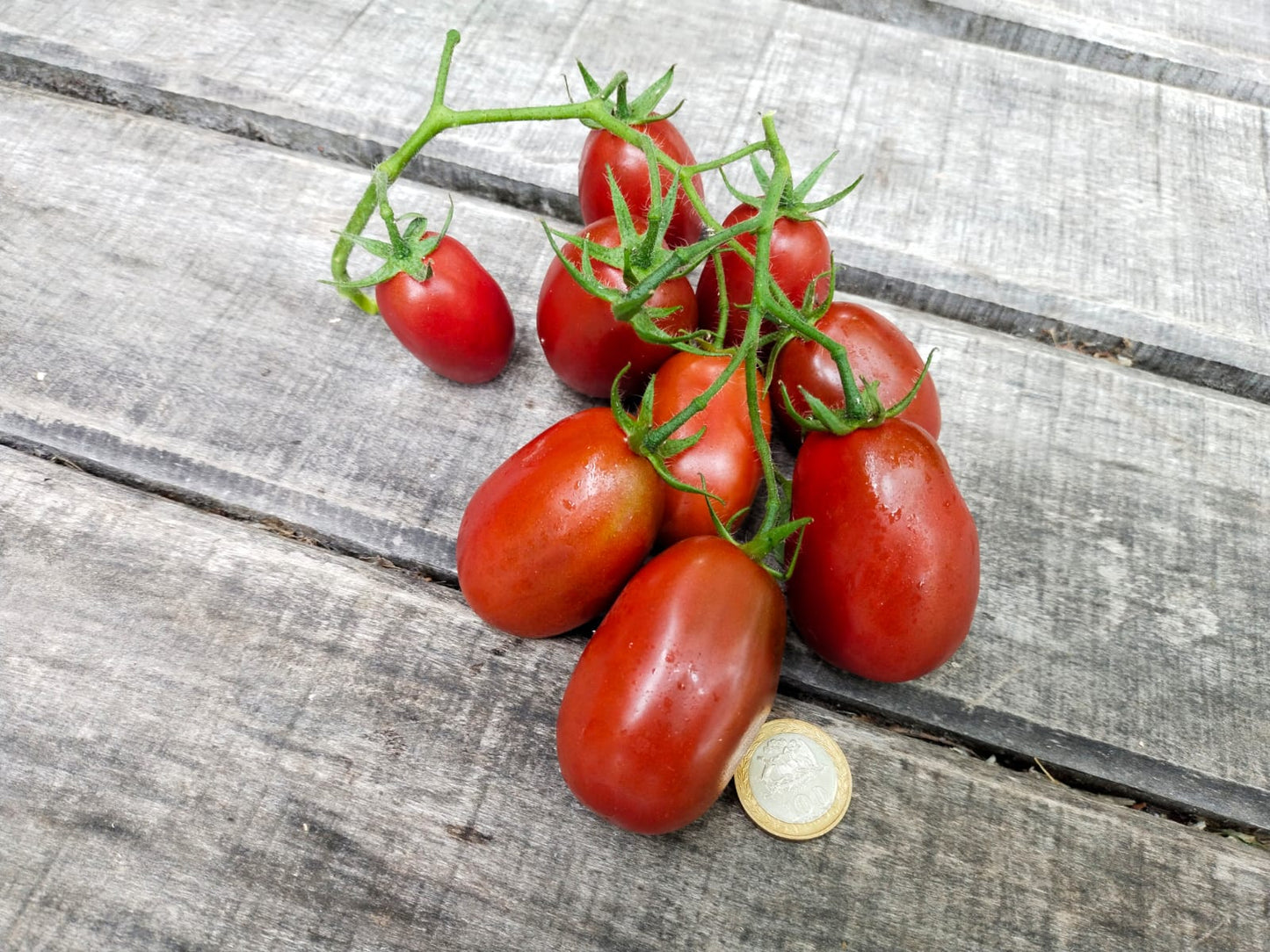Tomate Ciruela