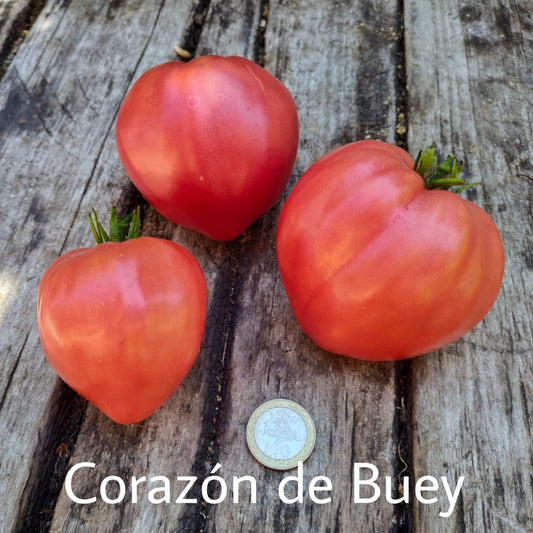 Tomate corazón de Buey