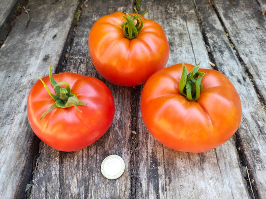 Tomate Gigante