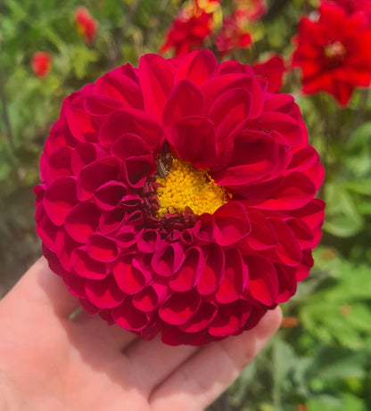 Tubérculos Dalias Trans