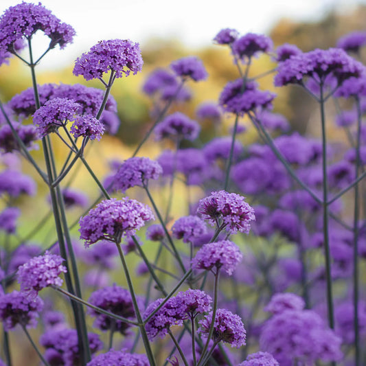 Verbena bonariensis