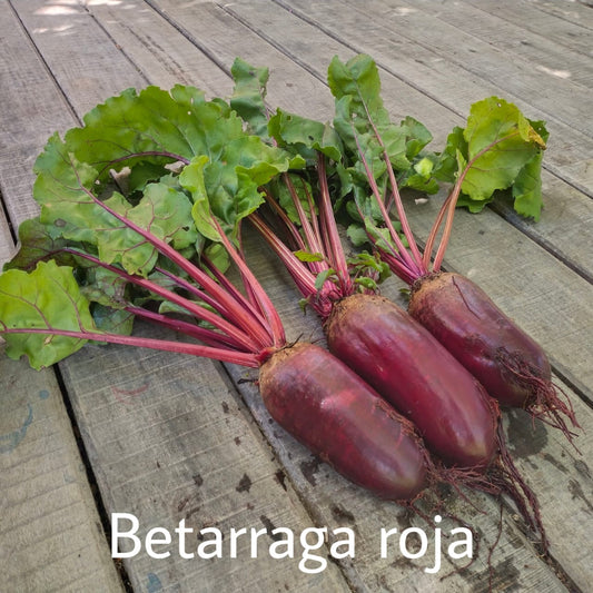 Betarraga Roja Larga