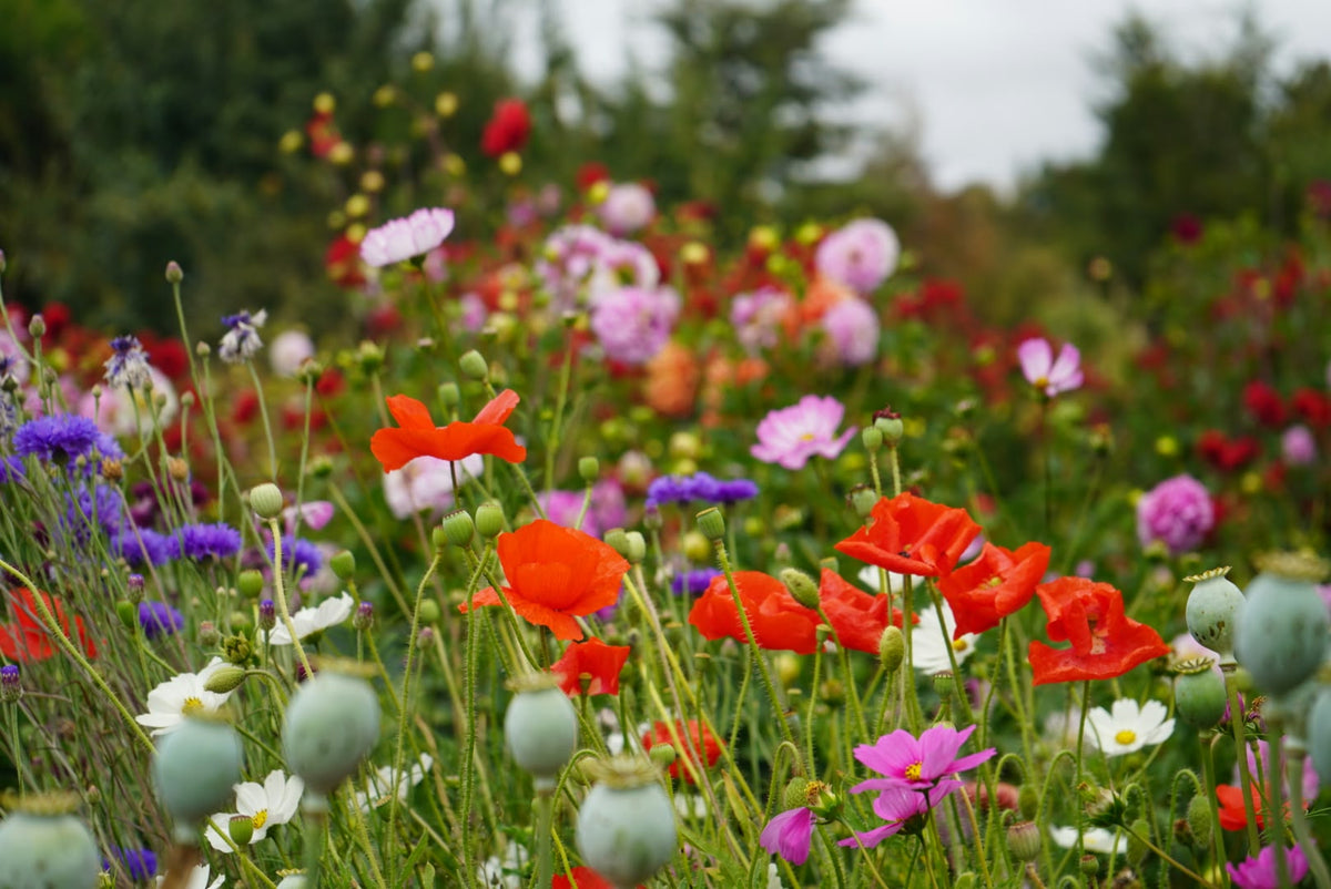 Visita Jardín de Flores