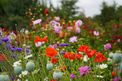 Visita Jardín de Flores