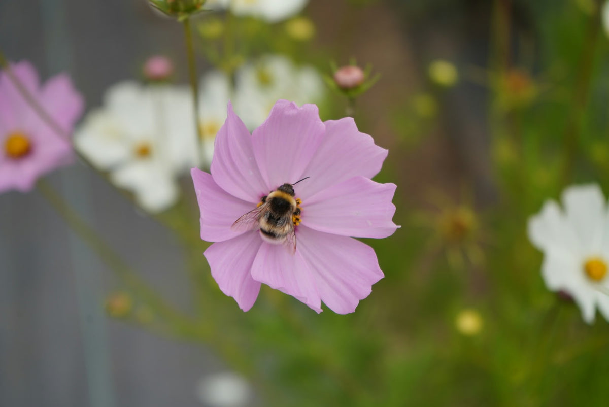 Visita Jardín de Flores