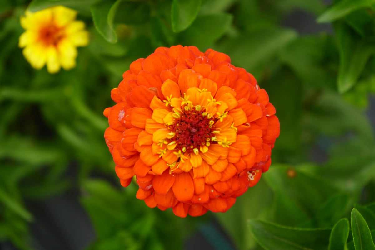 Visita Jardín de Flores