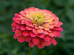 Zinnias