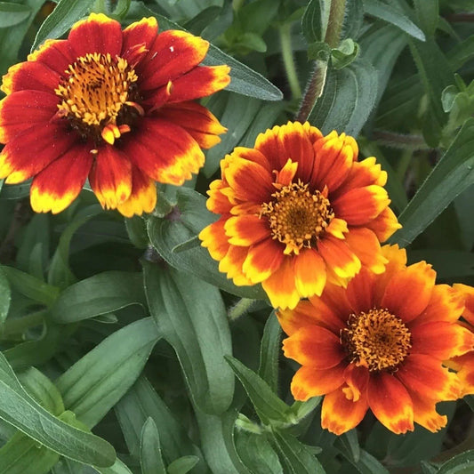 Zinnias pequeñas Persian carpet