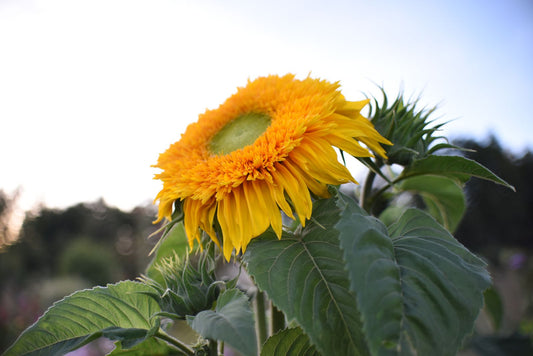 Girasol Osos Peluche
