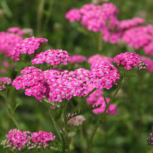 Achillea Rosada