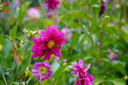 Tubérculos Dalias alegría