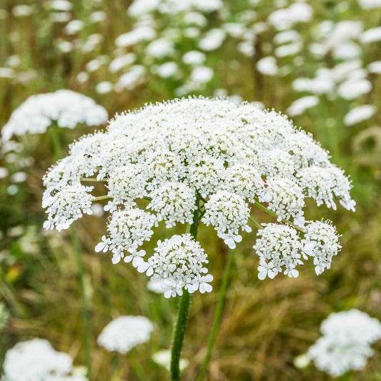 Ammi Majus o Flor del Obispo Falso