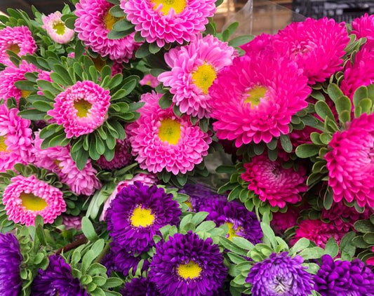 Aster