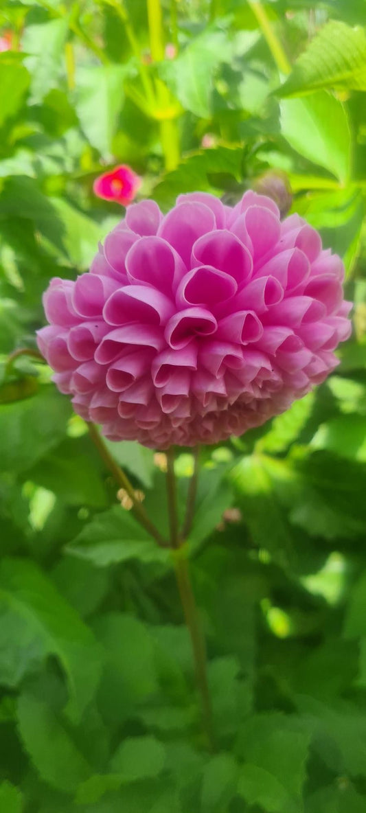 Tubérculos Dalias Betty