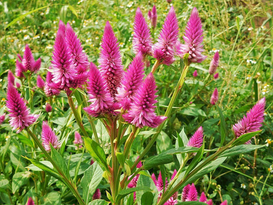 Celosia