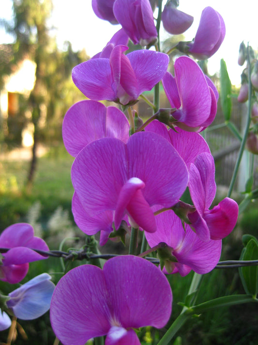 Clarines Morados