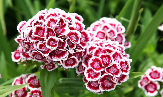 Clavelina