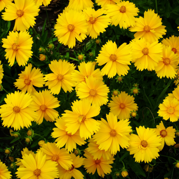 Coreopsis Lanceolata
