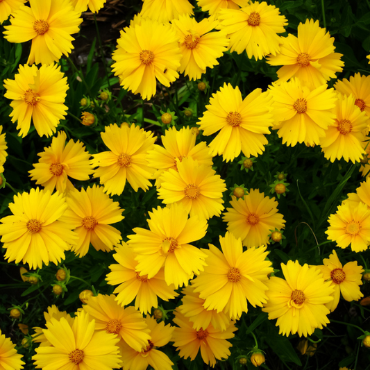 Coreopsis Lanceolata