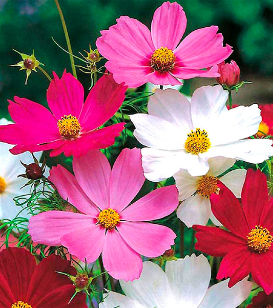 Cosmos