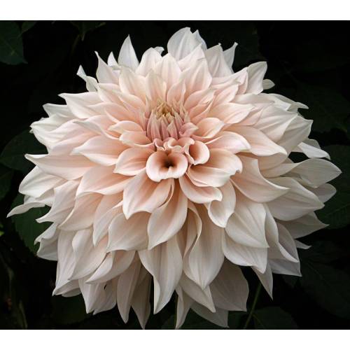 Dalias