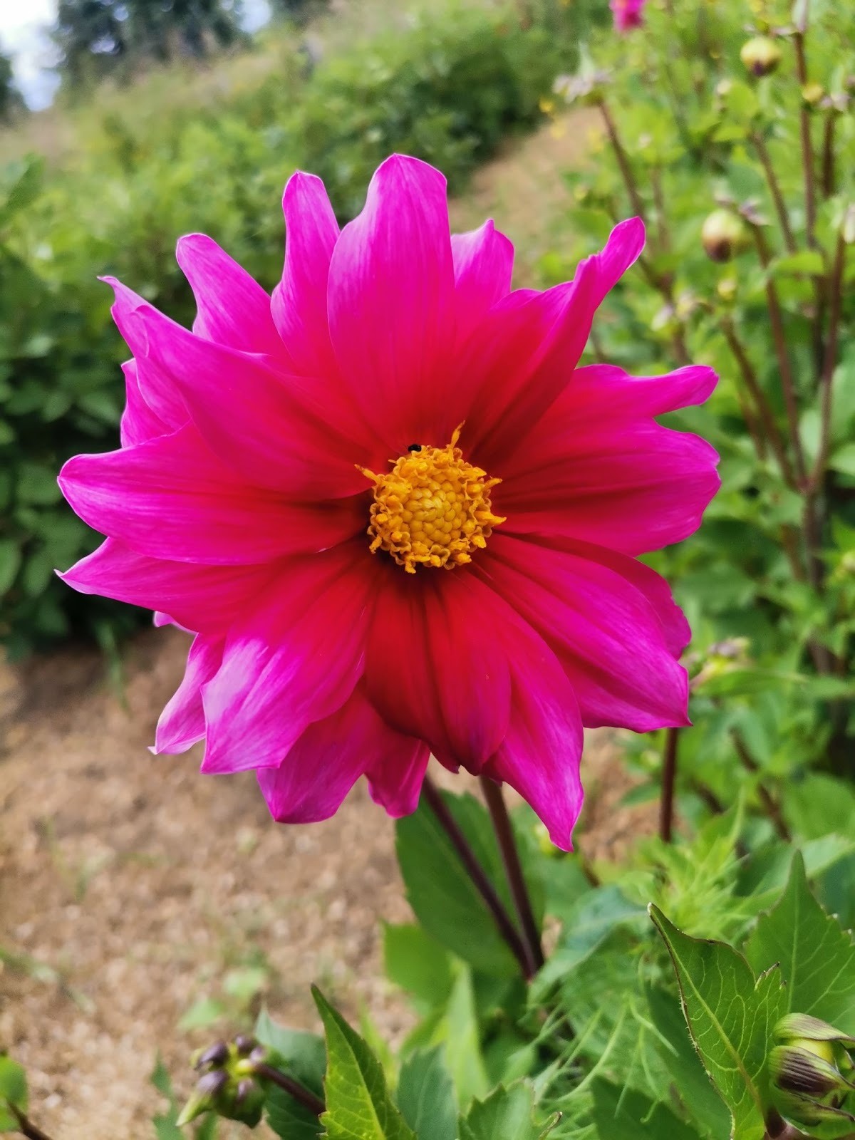 Tubérculos Dalias alegría