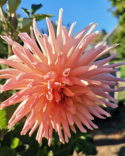 Tubérculos Dalias Cactus Rosa