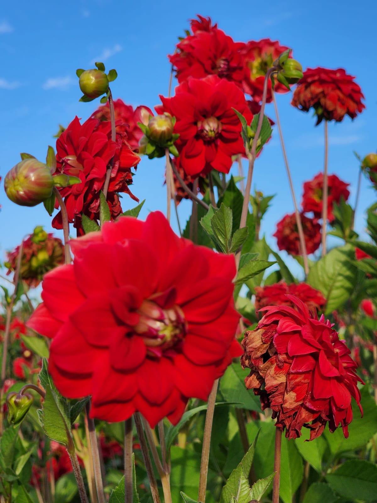 Tubérculos Dalias Rojas